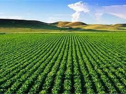  کشاورز در انتظار اصلاح بازار - سایت خبری اقتصاد پویا