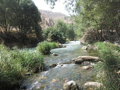  قطع درختان حاشیه رودخانه‌ های مازندران؛ چوب در برابر بدهی؟ | روایت کنشگر محیط ‌زیست، پاسخ مسئول و نظر حقوقدان