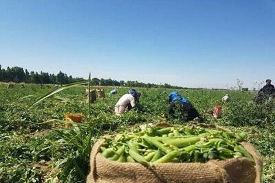  آشنایی با ۵ ماده غذایی گیاهی سرشار از آهن