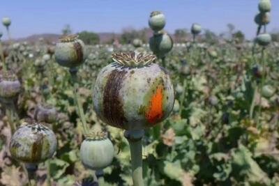  جمالیان، عضو کمیسیون بهداشت: کشت کنترل‌شده خشخاش برای تأمین مواد اولیه دارویی پیش‌بینی شده است
