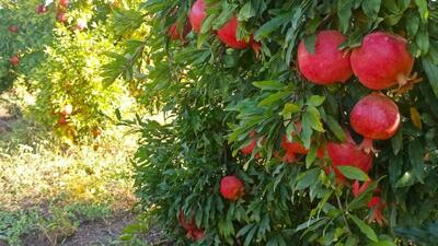  تسهیل صدور مجوز صنایع تبدیلی در گلستان