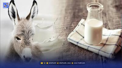  شیر الاغ؛ جایگزینی برای شیر گاو؟