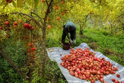  ایران سومین تولیدکننده انار جهان - تسنیم