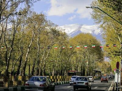  صدور شناسنامه برای چنارهای ۱۰۰ ساله ولیعصر + اینفوگرافیک