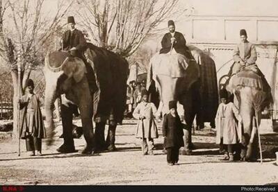  آخرین فیل‌خانه تهران در آستانه نابودی؛ وعده مرمت عمارت قاجاری پس از هشت سال همچنان روی کاغذ