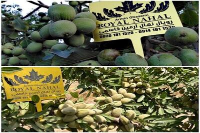  رویال نهال؛ رتبه اول تولید نهال گردو و بادام در آذربایجان غربی
