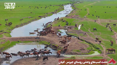  نورنما | دشت اسب های وحشی روستای جیرسر ،گیلان