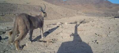  ثبت تصویر گربه‌سان کمیاب کاراکال در منطقه حفاظت‌شده کویر ورامین