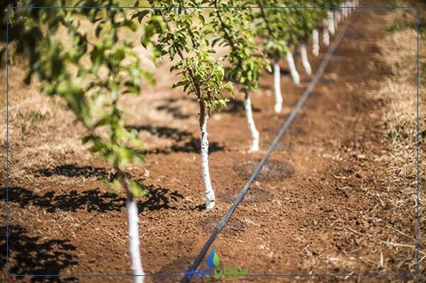 خشک شدن دریاچه ارومیه؛ از تغییر الگوی کشت تا مقاوم سازی اقتصاد کشاورزی