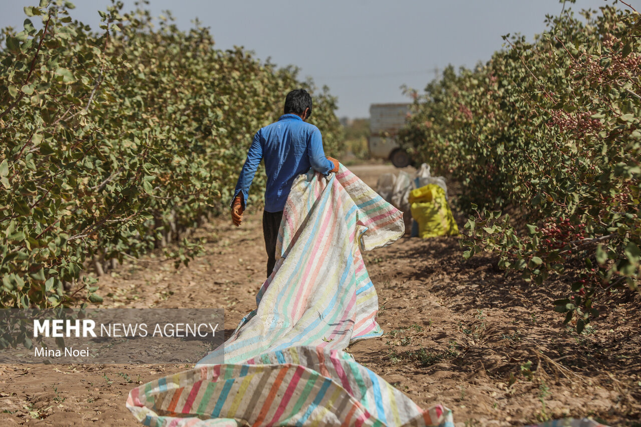 خشک شدن دریاچه ارومیه؛ از تغییر الگوی کشت تا مقاوم سازی اقتصاد کشاورزی