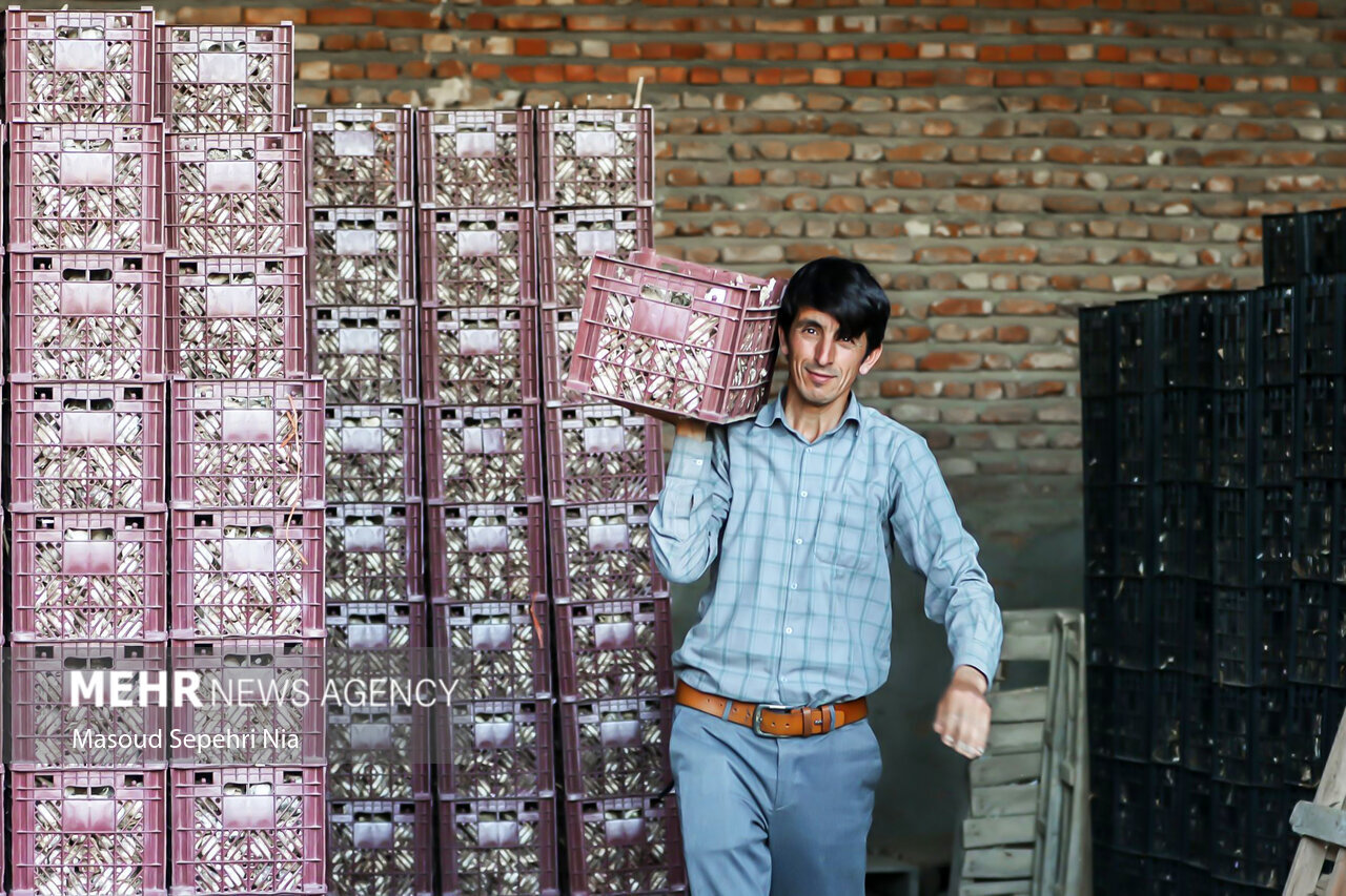 خشک شدن دریاچه ارومیه؛ از تغییر الگوی کشت تا مقاوم سازی اقتصاد کشاورزی