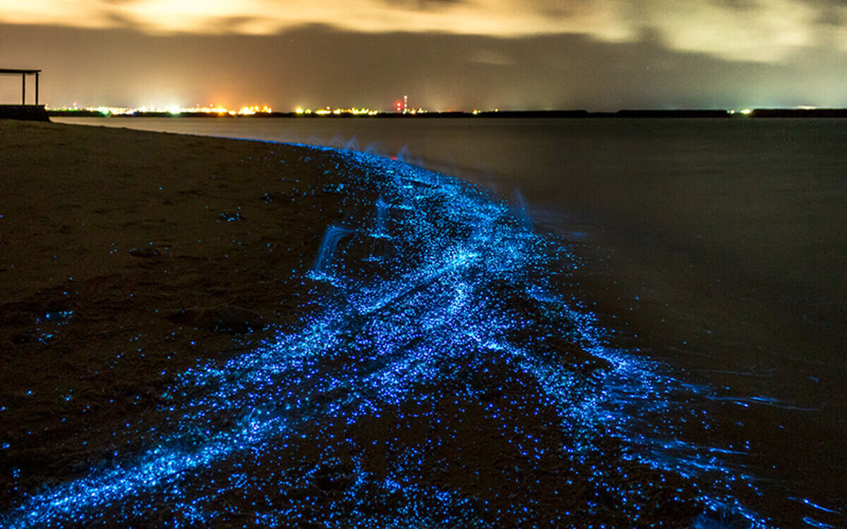 فیتوپلانکتون های ۲ میلیارد ساله در انتظار گردشگران | چرا پلانکتون‌ ها شناگران را تعقیب می کنند؟