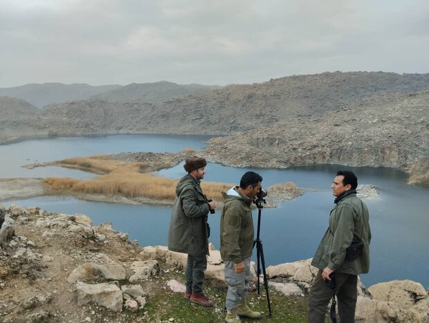 زندی:آغاز سرشماری زمستانه پستانداران در زیستگاه‌های کردستان