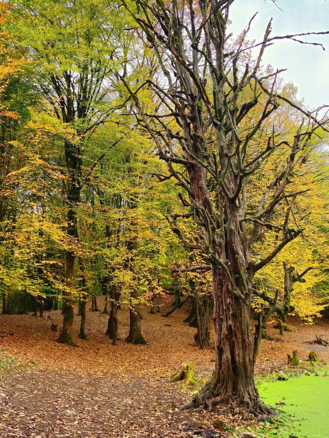 مرداب هسل؛ مازندران