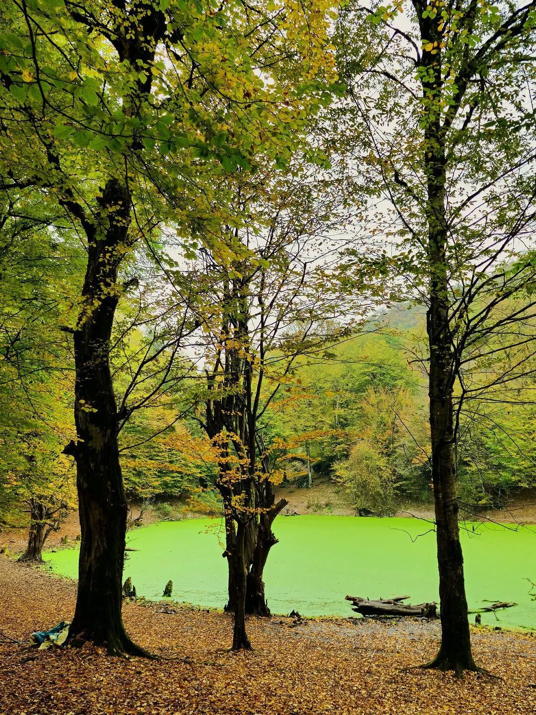 مرداب هسل؛ مازندران