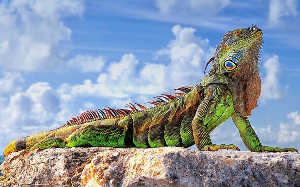 حیوانات عجیب در خانه ایرانی ها | انتخاب حیوان خانگی سلیقه ای نیست | جنگ آینده جنگ ژن هاست