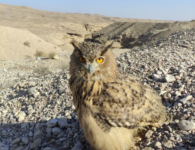 امضای تفاهمنامه برای جلوگیری از آلودگی خاک/ رهاسازی یک بهله شاهبوف در طبیعت دامغان