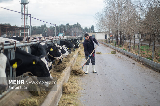 چالش جدی نهاده‌های دامی در قم ؛ هشدار افزایش کشتار یا فروش دام مولد