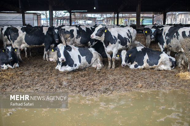 چالش جدی نهاده‌های دامی در قم ؛ هشدار افزایش کشتار یا فروش دام مولد