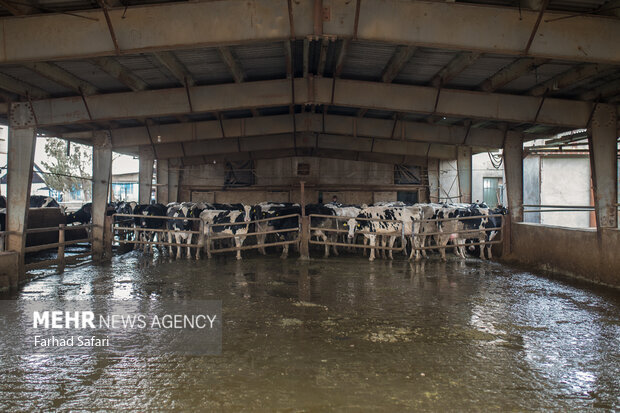 چالش جدی نهاده‌های دامی در قم ؛ هشدار افزایش کشتار یا فروش دام مولد