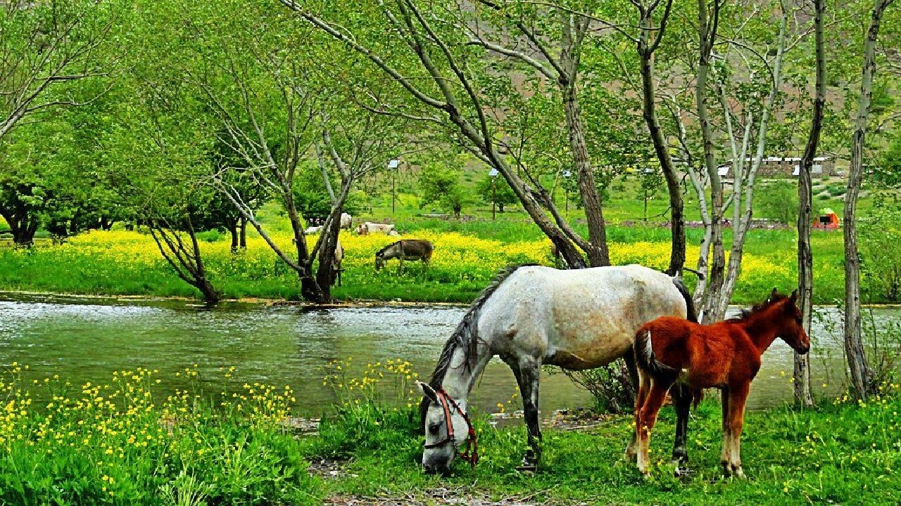 وجود ۲ میلیون هکتار جنگل معتدل در لرستان