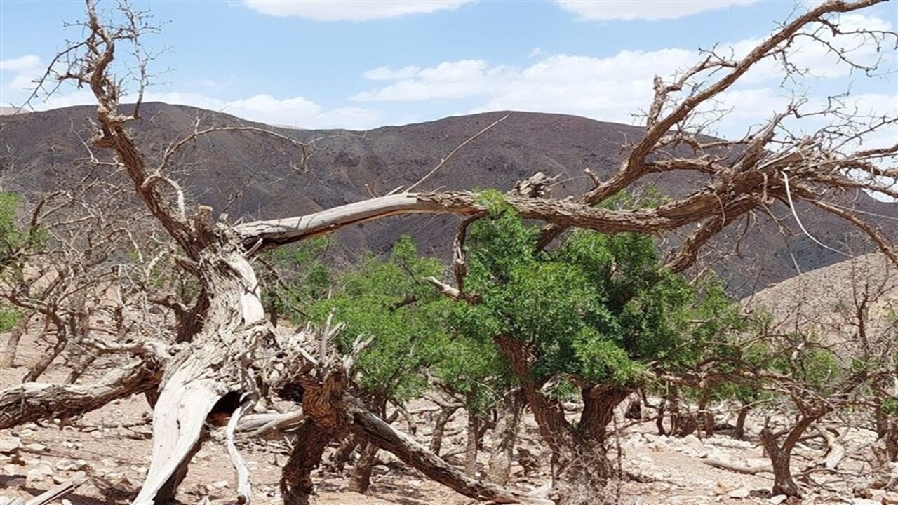 رنجش اهالی روستای کوشک علیا از خشکسالی درختان ۱۰۰ ساله
