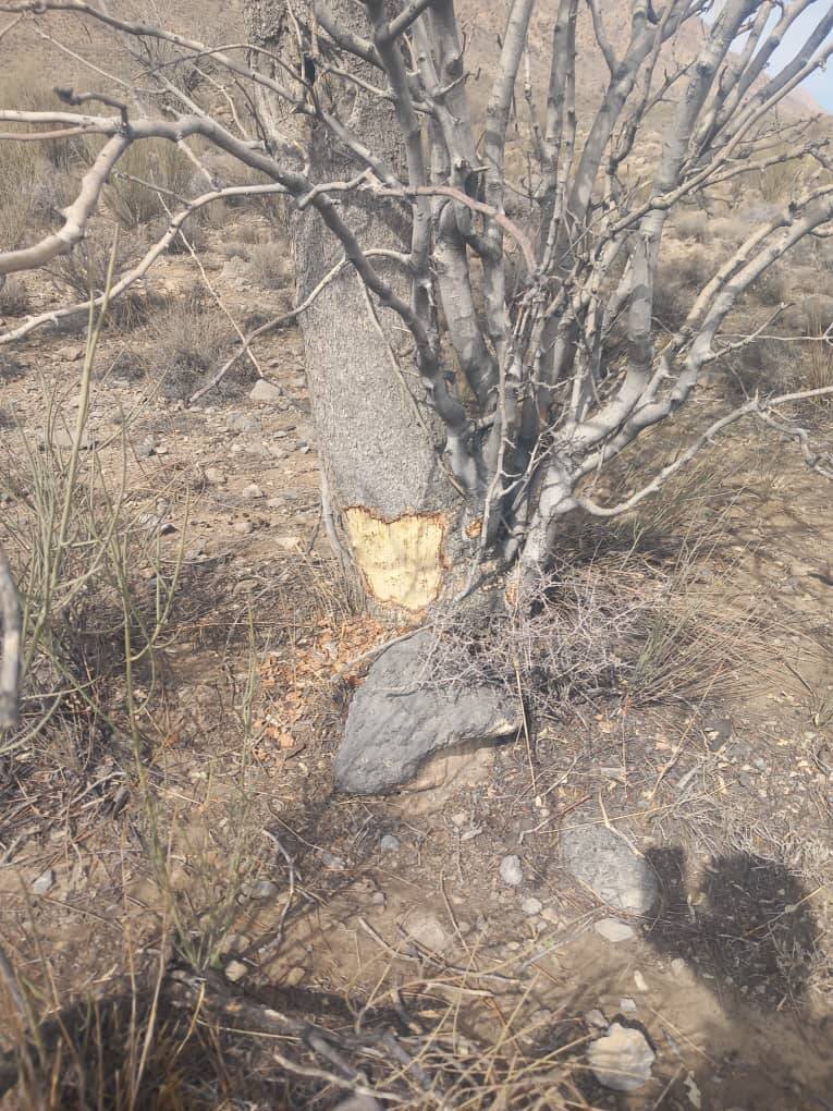 رنجش اهالی روستای کوشک علیا از خشکسالی درختان ۱۰۰ ساله
