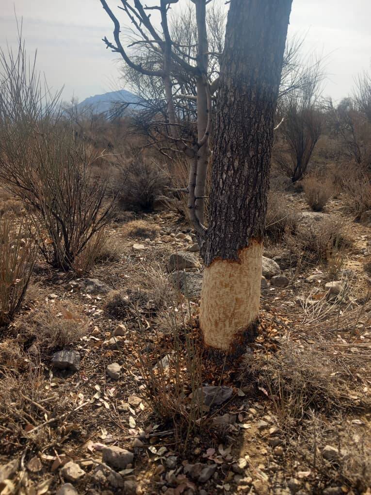 رنجش اهالی روستای کوشک علیا از خشکسالی درختان ۱۰۰ ساله