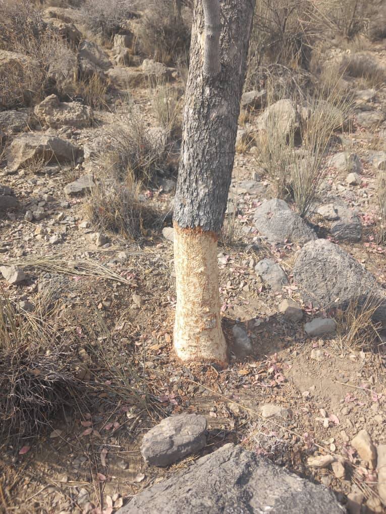 رنجش اهالی روستای کوشک علیا از خشکسالی درختان ۱۰۰ ساله
