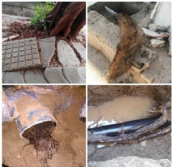 از کنوکارپوس تا مگس سفید ؛ بازهم پای سودجویان درمیان است