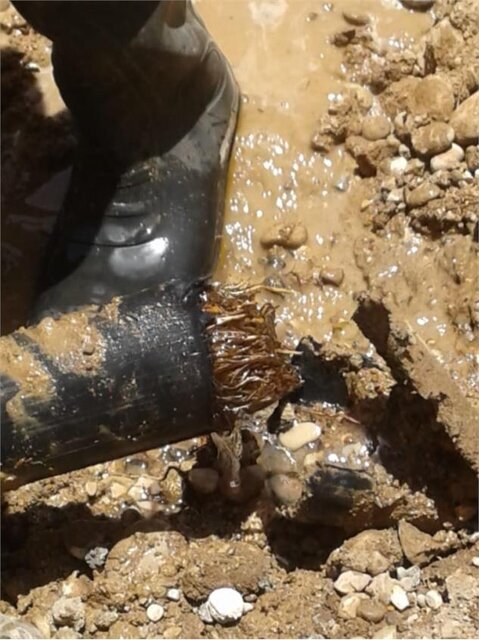 از کنوکارپوس تا مگس سفید ؛ بازهم پای سودجویان درمیان است