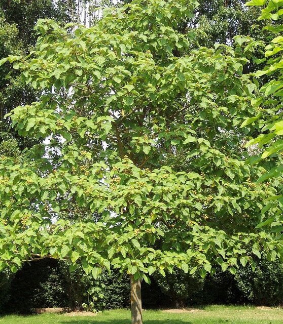 از کنوکارپوس تا مگس سفید ؛ بازهم پای سودجویان درمیان است