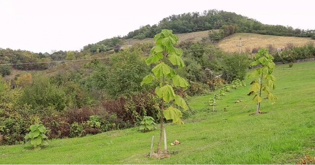 از کنوکارپوس تا مگس سفید ؛ بازهم پای سودجویان درمیان است