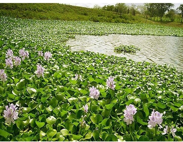 از کنوکارپوس تا مگس سفید ؛ بازهم پای سودجویان درمیان است