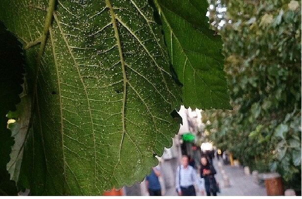 از کنوکارپوس تا مگس سفید ؛ بازهم پای سودجویان درمیان است