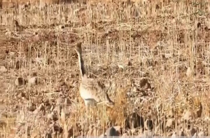 مشاهده و ثبت مجدد گونه هوبره در حاشیه منطقه حفاظتشده سبزکوه