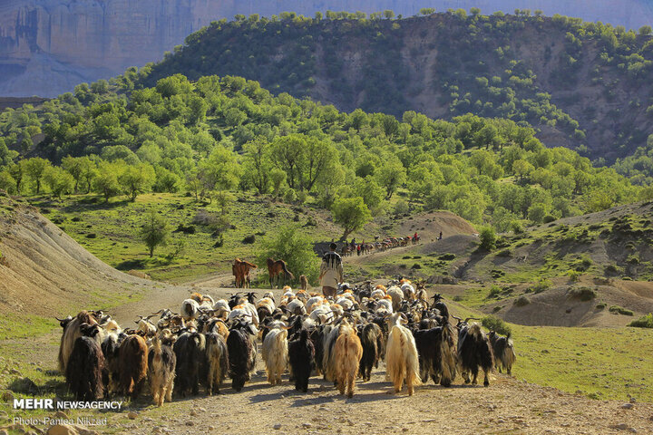 سیلاب ۷ میلیارد تومان خسارت به دام و زیرساختهای عشایری ایلام وارد کرد