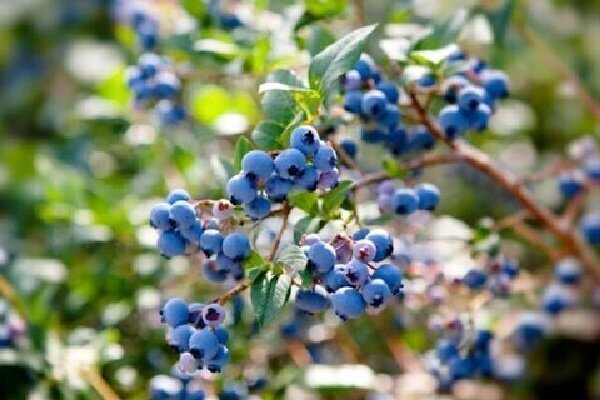 ارزش اقتصادی بلوبری در کشور به ۹۶ دلار در هر کیلو گرم می‌رسد