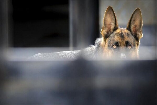 استقرار کلینیکهای سیار عقیمسازی سگهای ولگرد در حاشیه تهران