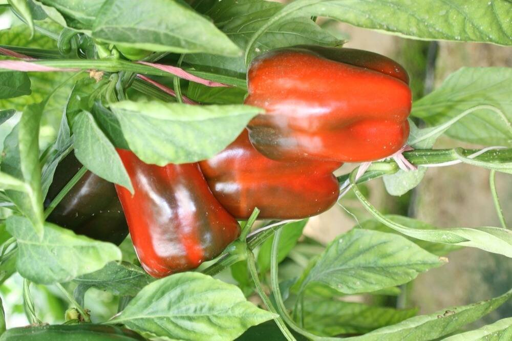 وقتی کویر سبز می‌شود؛ انقلاب گلخانه‌ای در جنوب کرمان