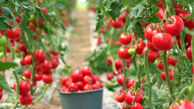 آغاز برداشت گوجهفرنگی از ۳۰۰ هکتار مزارع بستک