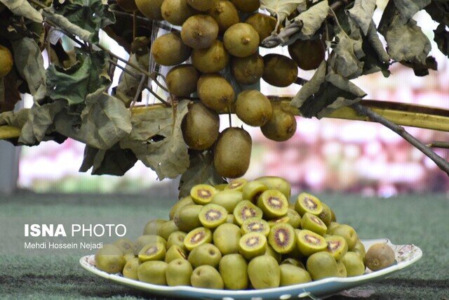 برگزاری جشنواره شکرانه برداشت کیوی در تالش؛ نمایش توان تولید و صادرات کشاورزی گیلان