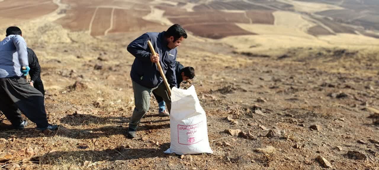 کپه‌کاری در مراتع دهگلان آغاز شد،اجرای طرح در سراسر کردستان