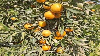 مرکبات کازرون، روایتی فراتر از عدد و رقم؛ محصولات در مسیر بازارهای داخلی و بین المللی