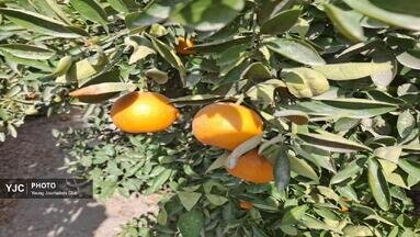 مرکبات کازرون، روایتی فراتر از عدد و رقم؛ محصولات در مسیر بازارهای داخلی و بین المللی