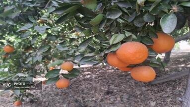 مرکبات کازرون، روایتی فراتر از عدد و رقم؛ محصولات در مسیر بازارهای داخلی و بین المللی