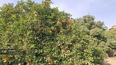مرکبات کازرون، روایتی فراتر از عدد و رقم؛ محصولات در مسیر بازارهای داخلی و بین المللی