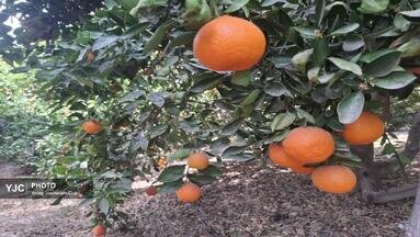 مرکبات کازرون، روایتی فراتر از عدد و رقم؛ محصولات در مسیر بازارهای داخلی و بین المللی