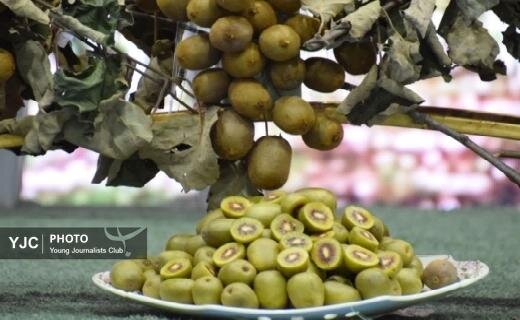 جشنواره شکرانه برداشت کیوی در تالش+ تصاویر