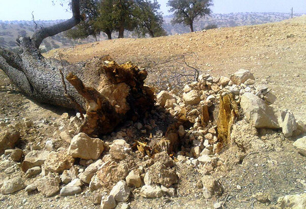 برخورد قاطع قضایی با قطعکنندگان غیرمجاز درختان در بندپی بابل